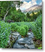 Idaho Bluebells #1 Metal Print