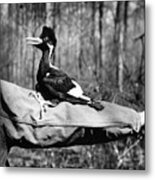 Ivory-billed Woodpecker Nestling #1 Metal Print