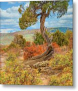 Juniper Tree, Black Canyon Of The Gunnison National Park, Colorado Metal Print