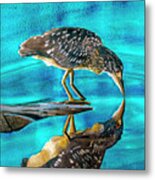 Juvenile Black Crowned Night Heron #1 Metal Print