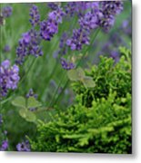 Lavender And Clover #1 Metal Print