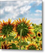 Let The Sun Shine On Me #2 Metal Print