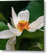 Lotus Flower #2 Metal Print