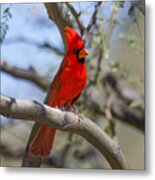 Male Cardinal #1 Metal Print