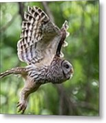 Mama Barred Owl Hunting Metal Print