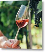 Man Holding Glass Of Red Wine In Vineyard Field. Wine Tasting In Metal Print