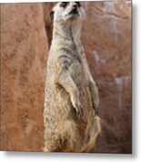 Meerkat Standing On A Rock Metal Print
