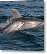 Mom And Baby Bottlenose Dolphin #1 Metal Print