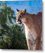 Mountain Lion #1 Metal Print