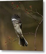 Northern Mockingbird #1 Metal Print