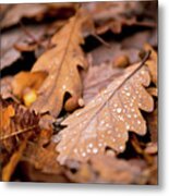 Oak Leaves And Rain Drops Metal Print