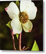 Pacific Dogwoods #1 Metal Print