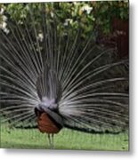 Peacock Fanning Tail #1 Metal Print