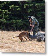 Police Dog Training With Belgian Malinois With Protective Clothing #1 Metal Print