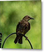 Pretty Bird #1 Metal Print