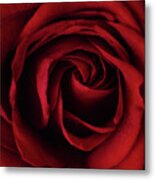 Red Rose #1 Metal Print