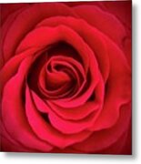 Rose #1 Metal Print