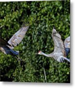 Sandhill Flight #1 Metal Print