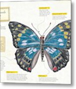 Sasakia Charonda Butterfly Metal Print