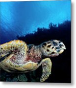 Sea Turtle #1 Metal Print