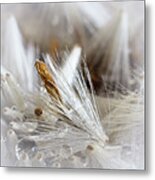 Seed Heads Metal Print