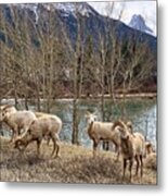 Sheep Herd In Mountain #1 Metal Print