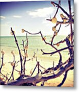 Shell Tree #2 Metal Print