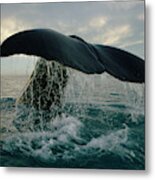 Sperm Whale Tail #1 Metal Print