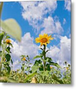 Sunflower Field Panorama #1 Metal Print