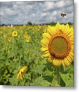 Sunflower With Honeybee #3 Metal Print