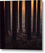Sunrise In The Forest #1 Metal Print