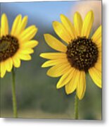 Two Sunflowers #1 Metal Print