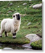 Valais Blacknose Sheep On An Alpine Hiking Trail In Zermatt #1 Metal Print