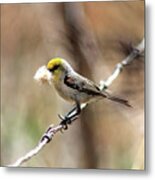 Verdin Metal Print