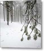 Winter Forest Landscape With Mountain Covered In Snow Metal Print