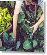 Young Woman Harvesting Home Grown Lettuce #1 Metal Print