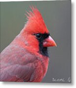 Male Cardinal #10 Metal Print