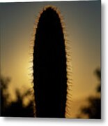 Mexico Wine Country - Valle De Guadalupe #12 Metal Print