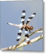 12 Spotted Skimmer Dragonfly Metal Print