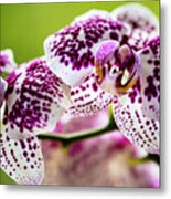 Spotted Orchid Flowers #14 Metal Print