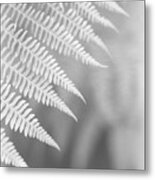 Ferns #15 Metal Print