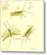 Insects #173 Metal Print