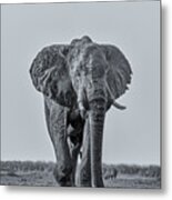 African Elephant #2 Metal Print