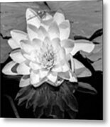 Common Water Lily Floating On Water #2 Metal Print