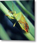 Elasmostethus Interstinctus Birch Shieldbug Insect #2 Metal Print