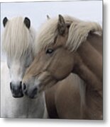 Icelandic Horses #1 Metal Print