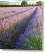 Lavender Fields #2 Metal Print