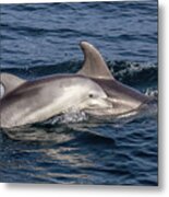 Mom And Baby Bottlenose Dolphin #3 Metal Print