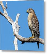 Red Shoulder Hawk #2 Metal Print