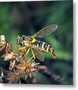 Syrphus Ribesii Hoverfly Insect #2 Metal Print